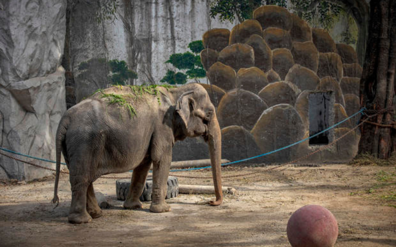  Remembering Mali: The Elephant Whose Tale Echoes Beyond Manila Zoo’s Walls